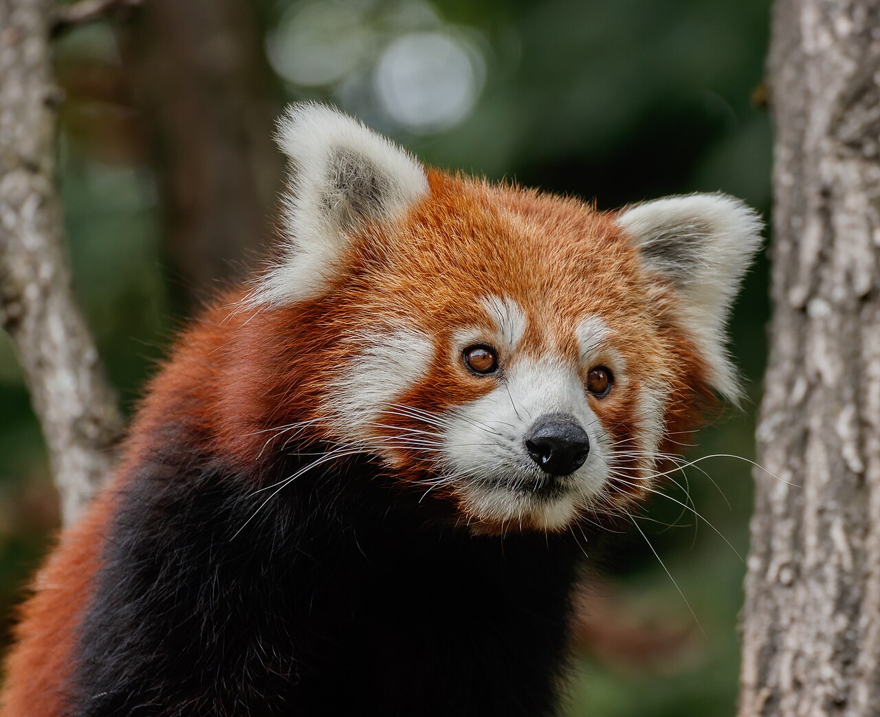 Red panda